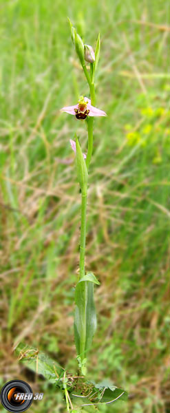 Ophrys Bécasse1_Ain