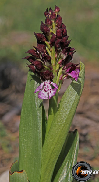 Orchis pourpre2_Baronnies