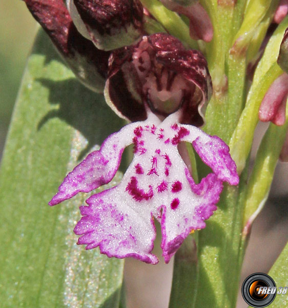 Orchis pourpre3_Baronnies