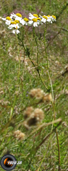 Achillée ptarmique1_Ecrins