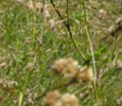 Achillée ptarmique1_Ecrins