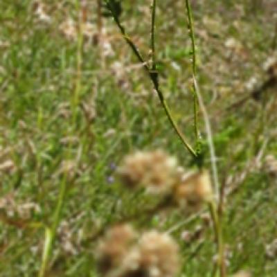 Achillée ptarmique1_Ecrins