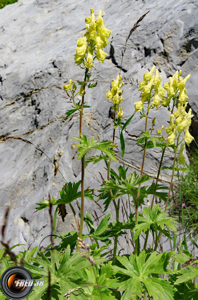 Aconit tue-loup_Ubaye