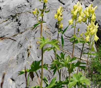 Aconit tue-loup_Ubaye