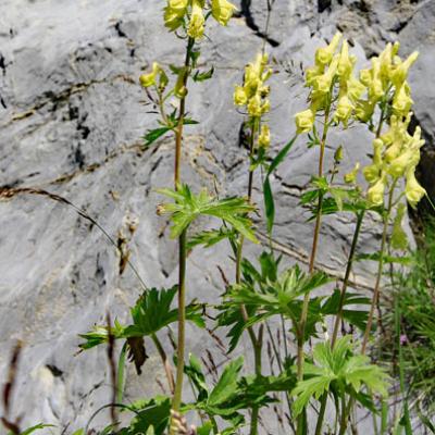 Aconit tue-loup_Ubaye