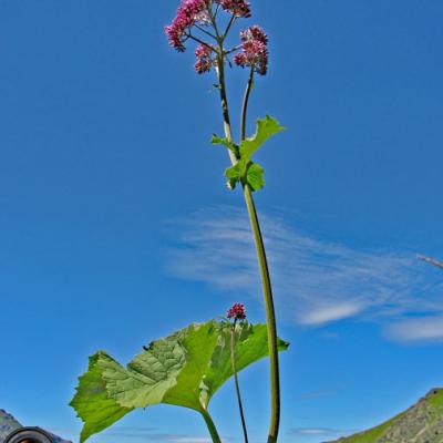 Adénostyle des Alpes_Belledonne