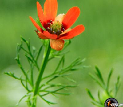 Adonis d'été_Baronnies