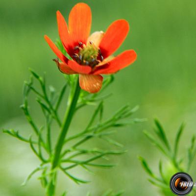 Adonis d'été_Baronnies
