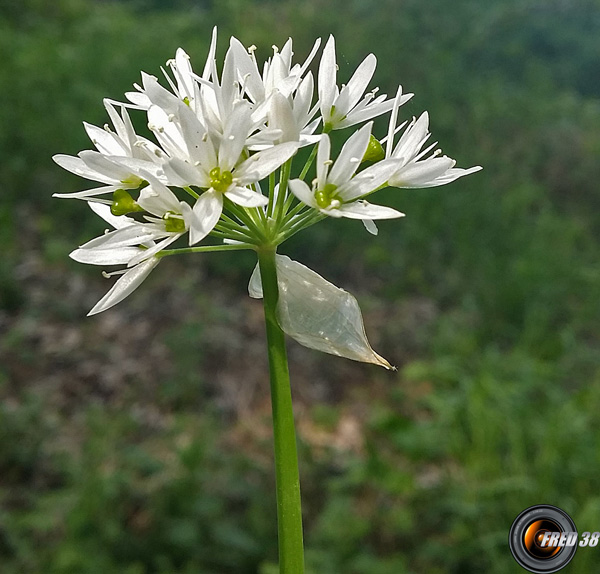 Ail des ours2_Chartreuse