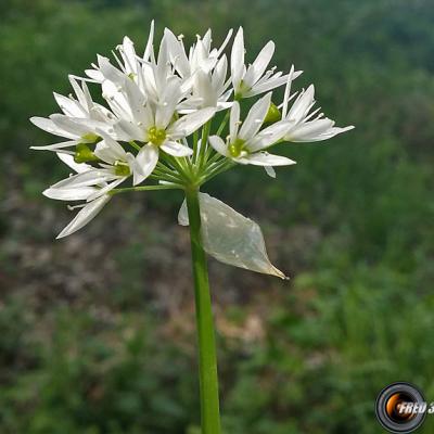 Ail des ours2_Chartreuse