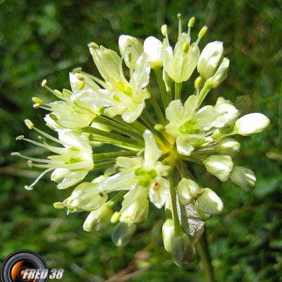 Ail victorial2_Taillefer