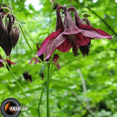 Ancolie noire_Belledonne