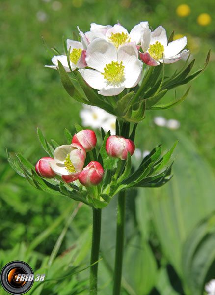 Anémone à fleurs de narcisse2_Bornes