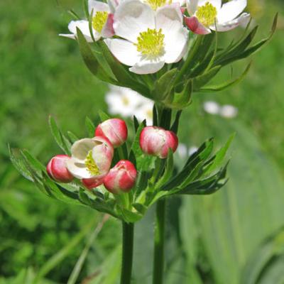 Anémone à fleurs de narcisse2_Bornes