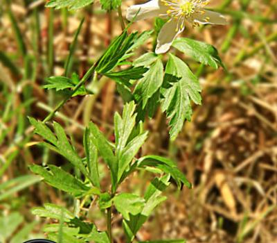 Anémone des bois_Belledonne