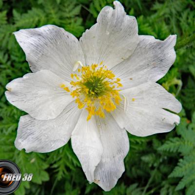 Anémone des bois_Vercors