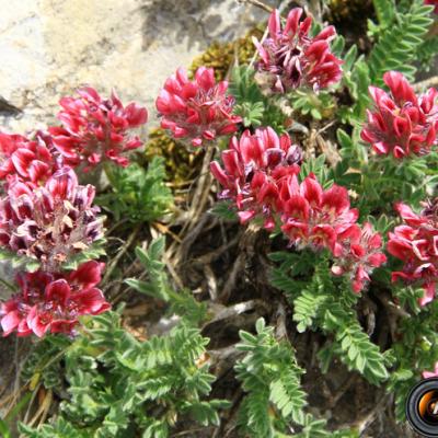 Anthyllide des Montagnes_Diois