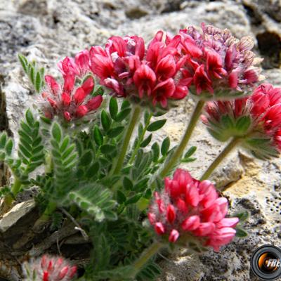 Anthyllide des Montagnes2_Diois