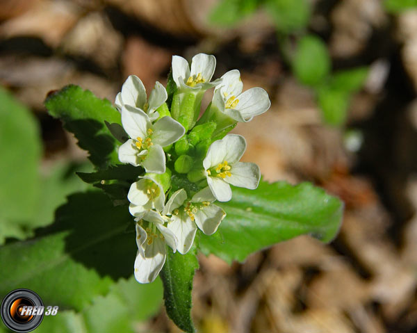 Arabette des Alpes2_Vercors