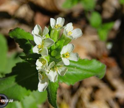 Arabette des Alpes2_Vercors