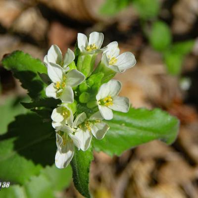 Arabette des Alpes2_Vercors