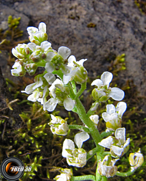 Arabette pénnatifide2_Bornes