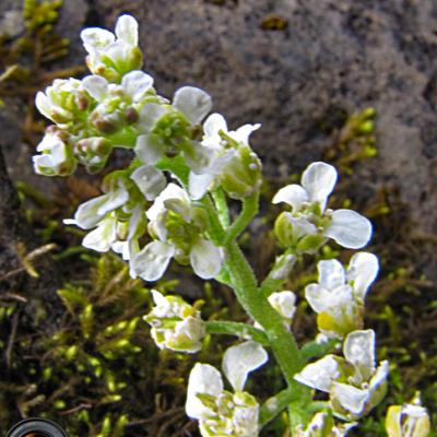 Arabette pénnatifide2_Bornes