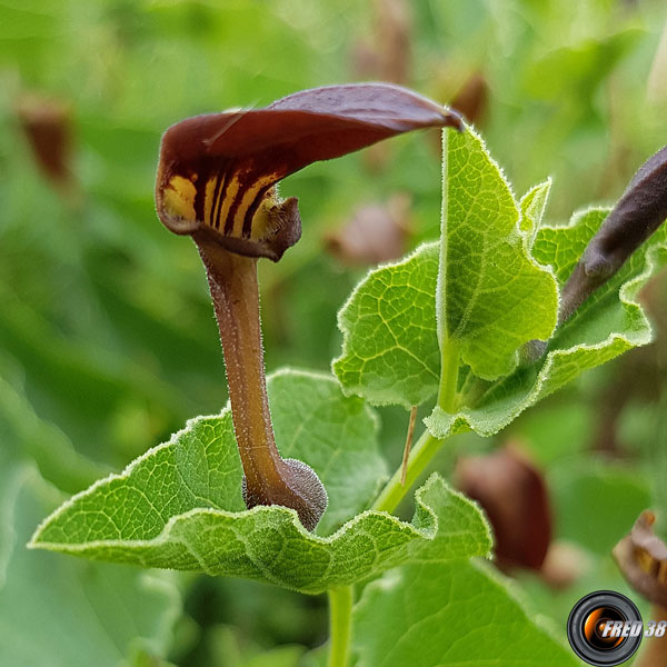 Aristoloche-pistoloche1_Haute-Provence