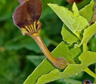 Aristoloche-pistoloche2_Haute-Provence