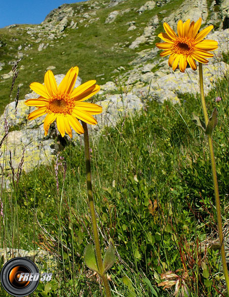 Arnica_Belledonne