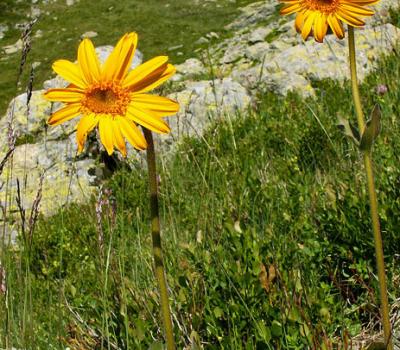 Arnica_Belledonne