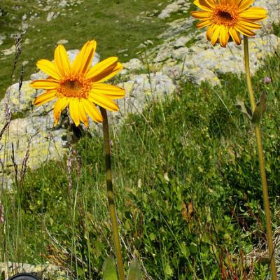 Arnica_Belledonne