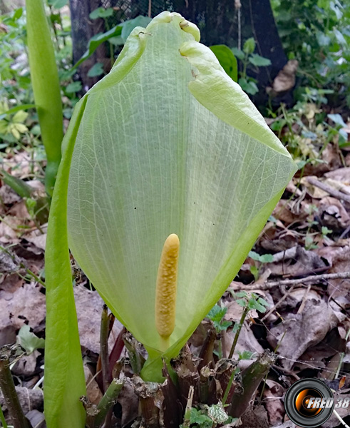 Arum d'Italie_Dauphiné