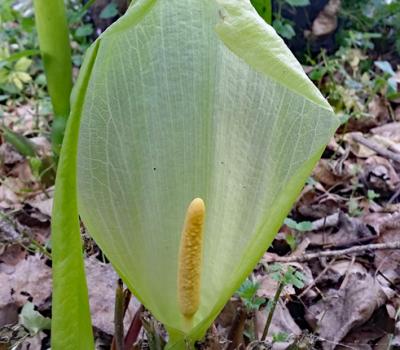 Arum d'Italie_Dauphiné