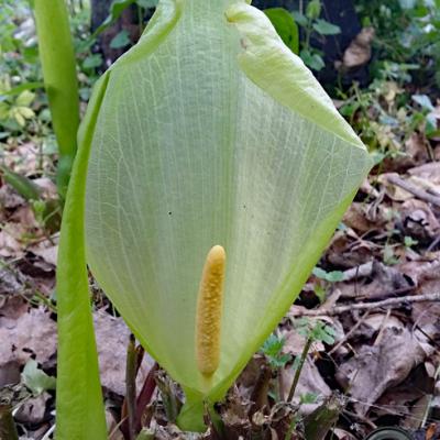 Arum d'Italie_Dauphiné