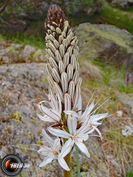 Asphodèle Blanc_Mercantour