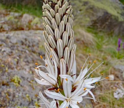 Asphodèle Blanc_Mercantour