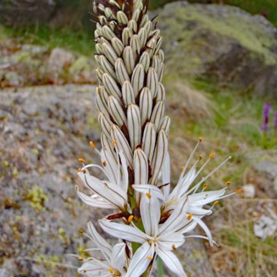 Asphodèle Blanc_Mercantour