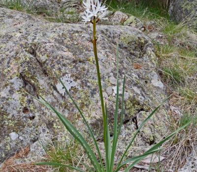 Asphodèle blanc2_Mercantour