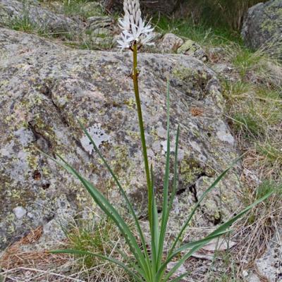 Asphodèle blanc2_Mercantour