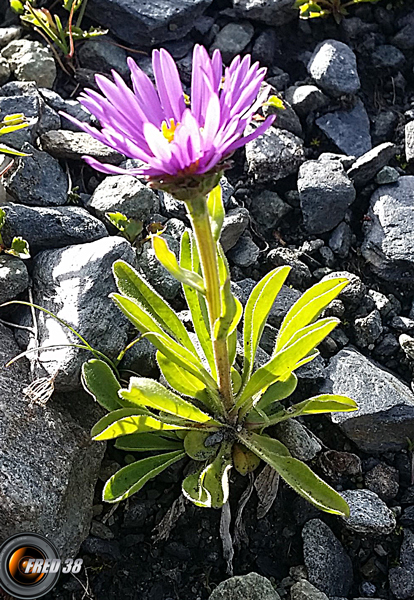 Aster des Alpes_Beaufortain