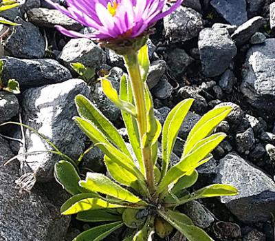 Aster des Alpes_Beaufortain