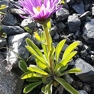 Aster des Alpes_Beaufortain