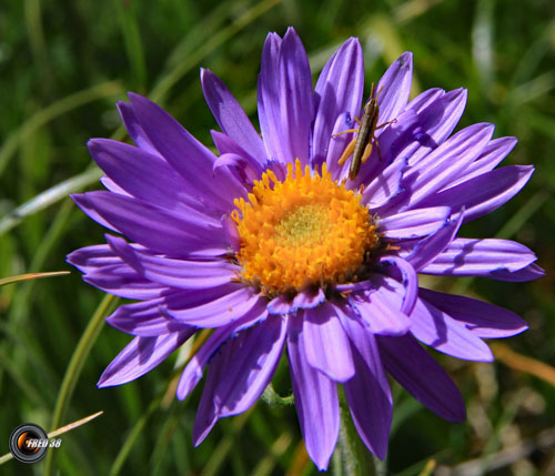 Aster des Alpes_Diois