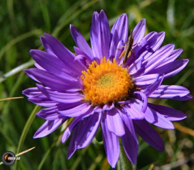 Aster des Alpes_Diois