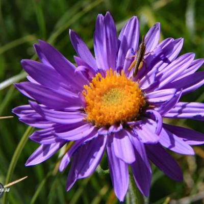 Aster des Alpes_Diois