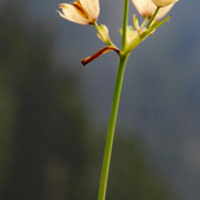 Astrance (petite)_Chablais