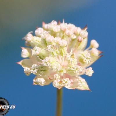 Astrance (petite)_Mont-Blanc