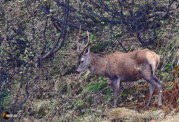 Cerfs Vanoise