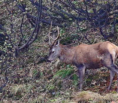 Cerfs Vanoise